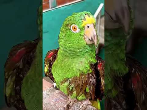 Rebeco está enojado por que lo bañaron #parati #viral #schorts #mascotas #nuevovideo