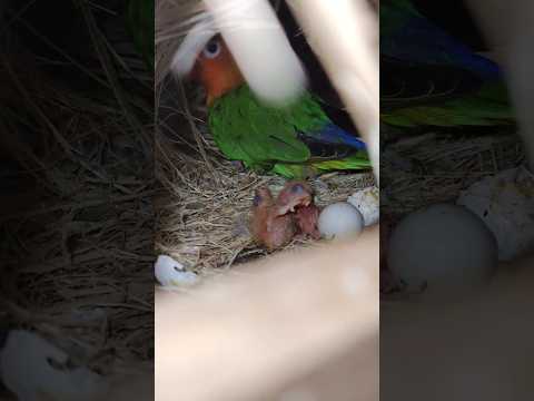 തത്തകളുടെ കൂട് പണി കണ്ടോ??#bird #birds #birdlovers #birdkeeping #nature #trend #trending #aviary