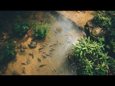 "ดนตรีบำบัดเสียงน้ำไหล 🍃 ผ่อนคลายใจ คลายเครียด หลับสบาย | Relaxing Water Sound Meditation"