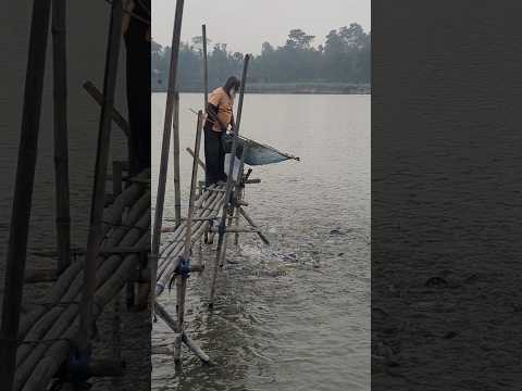 জালি দিয়ে তেলাপিয়া মাছ ধরার ভিডিও । #shorts #fish #animals