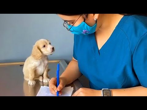 When Your Dog Is Trying to Sweet Talk The Vet Funniest Dog Reaction