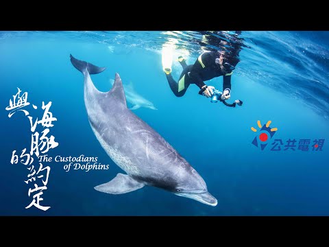 公視《與海豚的約定》The Custodians of Dolphins #白海豚 #花紋海豚 #露脊鼠海豚 #江豚 - YouTube(48分20秒)