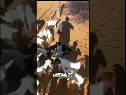 Un lugar seguro para las cabras