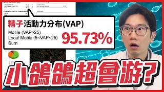 公開鴿的精子品質! 男性不孕解法全公開!