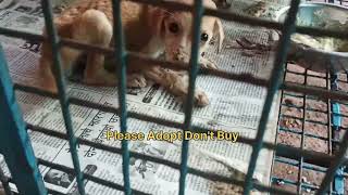 Rescue of a scared Abandoned Puppy with a Broken Heart