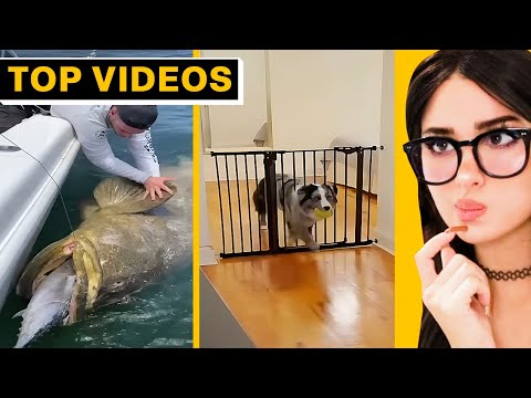 TikToks That Will Make You Second‑Guess Everything | SSSniperWolf