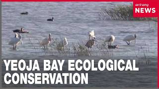 YouTube video thumbnail: Yeoja Bay: Beyond Iconic Hooded Cranes, Where Ecological Conservation Meets Economic Growth