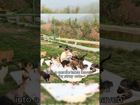 The meadow becomes a cat and mouse playground #healing #animals #cat #love #touching #shortvideo