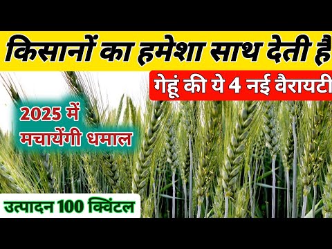 गेहूं की सबसे अधिक पैदावार देने वाली 4 वैरायटी/ Wheat Top 4 Variety / गेहूं की सबसे अच्छी 4 किस्में