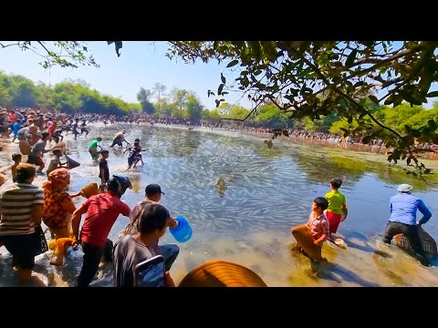 Cambodia Traditional Net Fishing In Pond At The Countryside (Part 12) #fishing #uniquefishing #fish