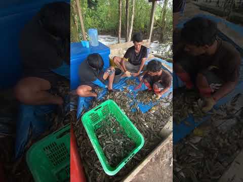 Panen udang🦀🦐 #tambak #kalimantan #udang #anaktambak