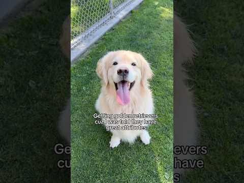 And these attributes make me want to keep having more 🐶😭🍼……#ytshorts #shorts