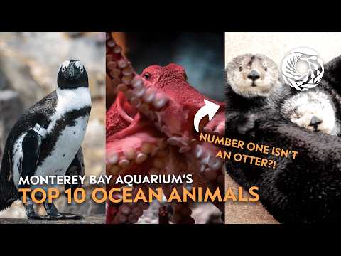 Monterey Bay Aquarium’s top 10 animals – celebrating 40 years of inspiring conservation of the ocean