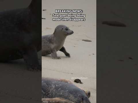 Seal magically disappears #seal
