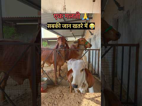आप ये गलती मत 🙏करना #gircow #shorts