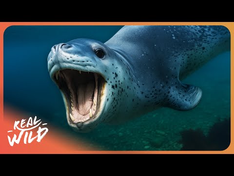 This Adorable Animal Is Deadlier Than You Think