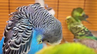 budgie sounds for relaxation
