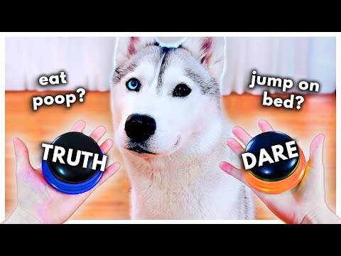 Dog Plays Truth or Dare Using Talking Buttons!