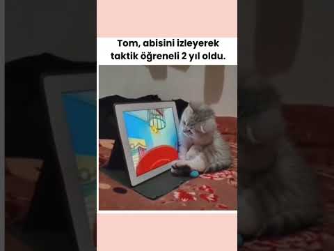 Tom ve Jerry İzleyerek Taktik Alan Kedi 😹🐭 #KomikKedi #TomVeJerry #KediVideosu