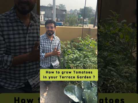 छत पर टमाटर लगाए हैं तो ये 3 काम जरूर कर लेना Grow organic tomatoes in your terrace garden