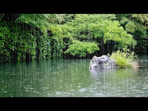 When it Rains on a Little Pond, You Can Hear Rain Sound for Healing. Sleep-Inducing White Noise
