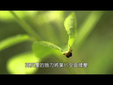 黑點捲葉象鼻蟲