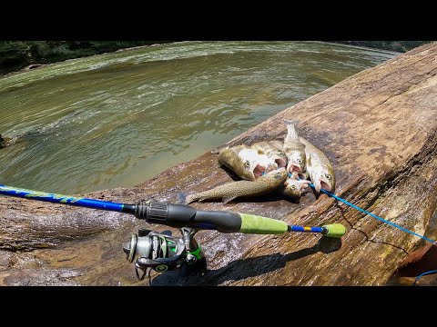 Captura Y Cocinas De Truchas Arcoíris del Río Chattahoochee