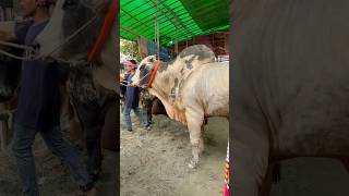 গাবতলী হাটের ভাইরাল গরুর পাগলামি । Gabtoli Haat season 2025