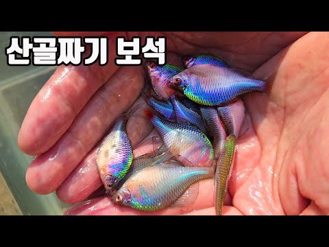 이런곳이 다있네요...산골짜기 작은 소류지에 보석물고기 수만마리가 바글바글합니다 ㄷㄷ