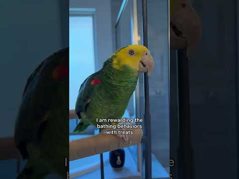Chubs learned how to bathe! #chubs #amazon #parrot #birds #rescue