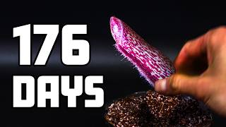 How a Nepenthes Miranda Grows Its Deadly Pitchers (Time-Lapse)