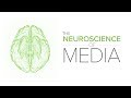 Understanding the Impact of Multimedia in Learning