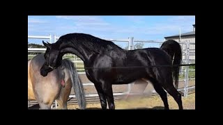 Estos son los caballos más bellos del mundo