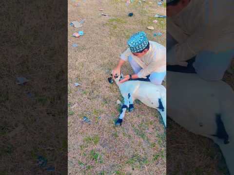 Masha Allah #nice #viral #video #trending #shortsviral #islamicstatus