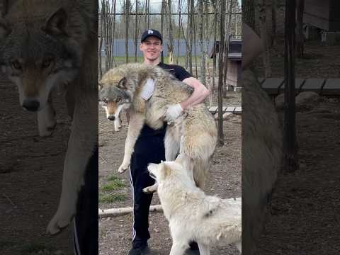 ВЗЯЛ ВОЛКА ЖИВЬЕМ‼️ В РОССИИ ВОЛКОВ НОСЯТ НА РУКАХ 😱‼️ #greywolf #wolf #arcticwolf
