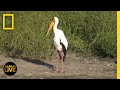 Wildlife Behavior and Adaptations