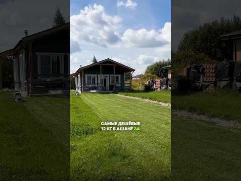 Я посадил газон своими руками из самых дешевых семечек #загородныйдом #газон