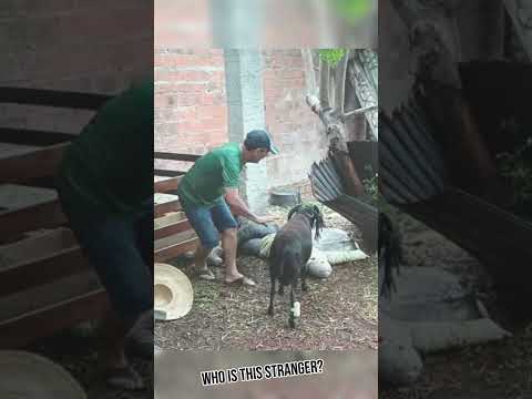 Who is this stranger? #animal #cutemouse #funnypets #viral #goat @mouse11121