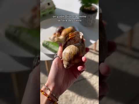 Olive et Pomme 😔❤️🐌 #YouTubeCreatorCommunity