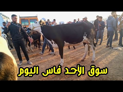 سوق الأحد فاس اليوم 6/7/2025 أثمنة العجلة الكسابية والعجل الكسابي والݣزاري فرجة ممتعة