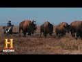 Bison Conservation and History