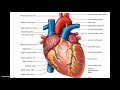 Exploring the Cardiovascular System