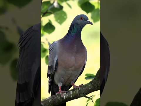 🐜 चींटी और कबूतर कथा  🕊️      #viralvideo #shortvideo #cartoonvideo #aigenerated June 16, 2025