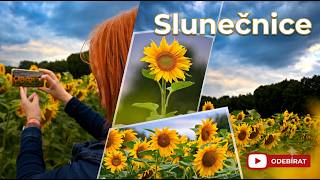 Slunečnicové pole