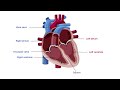 Heart Anatomy and Function Questions