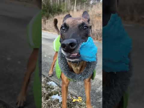 Drama dogs #foryou #funny #animallife #dog#dogs#pets