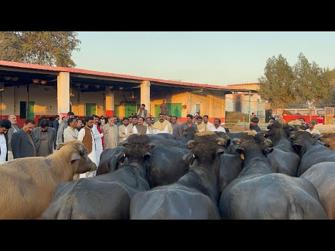 Buffalo Lovers Gathering at Haji Shaukat Doggar Cattle Farm Multan #buffalo #bhains #farming #dairy