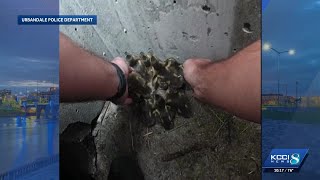 YouTube video thumbnail: Officer Rescues Baby Ducklings From Storm Drain in Urbandale