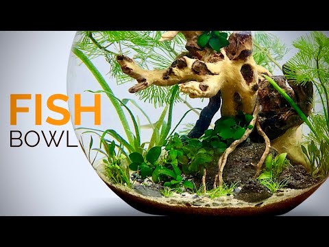 How To Craft A Fish Bowl Aquascape