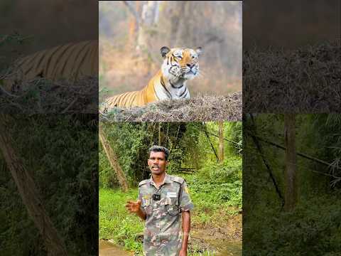 കടുവ വലിയ ആനയെ കീഴ്പ്പെടുത്തുന്ന വ്യത്യസ്തമായ രീതി !